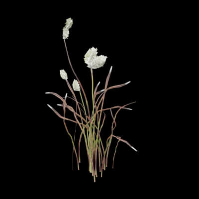 Cotton Grass Plant