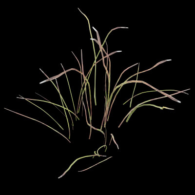 Cotton Grass Plant
