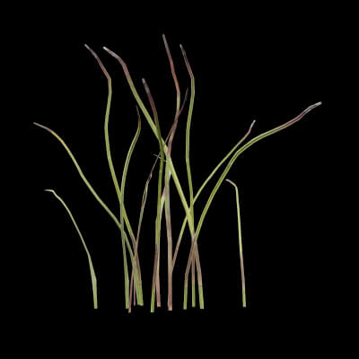 Cotton Grass Plant