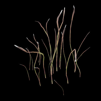 Cotton Grass Plant