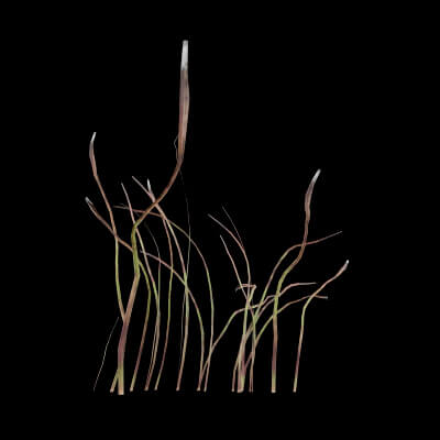 Cotton Grass Plant