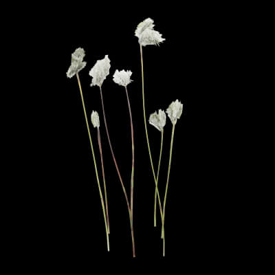 Cotton Grass Plant