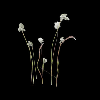 Cotton Grass Plant