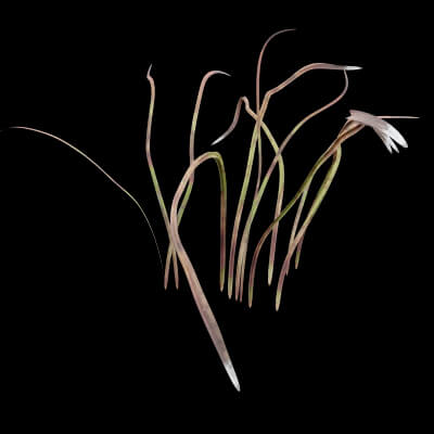 Cotton Grass Plant