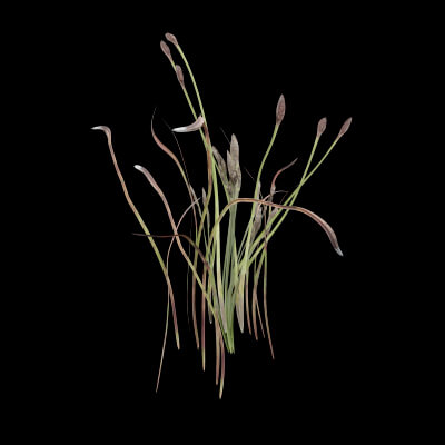 Cotton Grass Plant