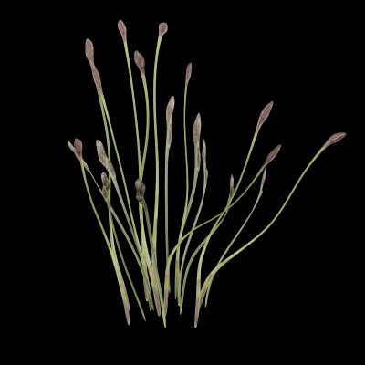 Cotton Grass Plant