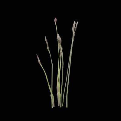 Cotton Grass Plant
