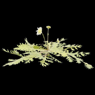 Cotula Turbinata Plant
