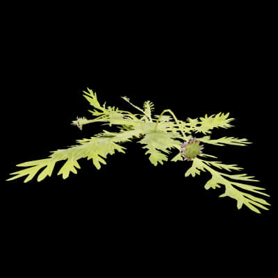Cotula Turbinata Plant
