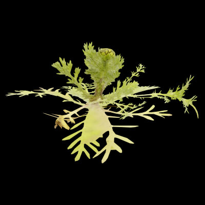 Cotula Turbinata Plant