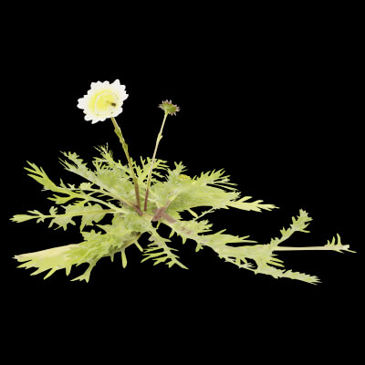 Cotula Turbinata Plant