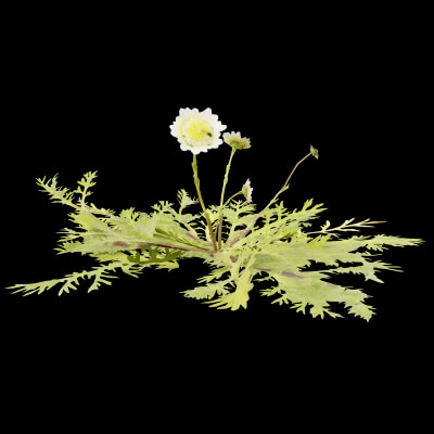 Cotula Turbinata Plant