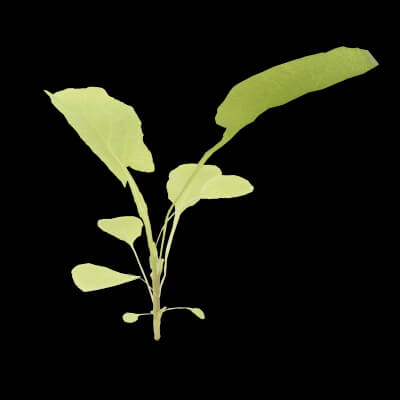 Curbside Weeds Plant
