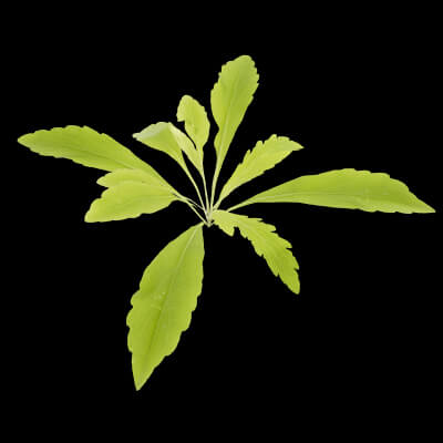 Curbside Weeds Plant