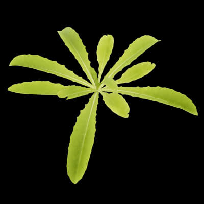 Curbside Weeds Plant