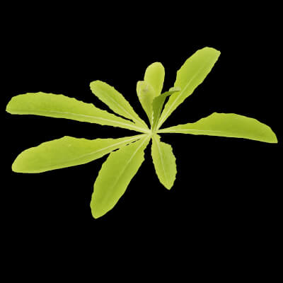 Curbside Weeds Plant