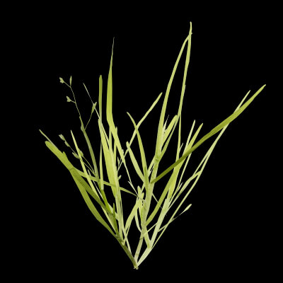 Curbside Weeds Plant