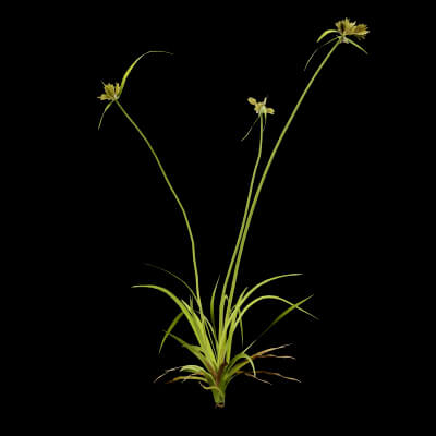 Cyperus Congestus Plant
