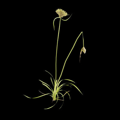Cyperus Congestus Plant