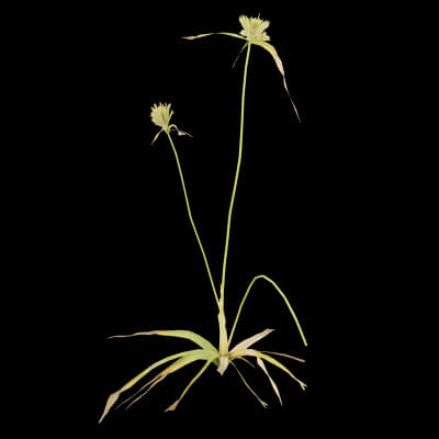 Cyperus Congestus Plant