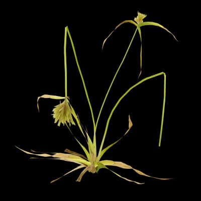 Cyperus Congestus Plant