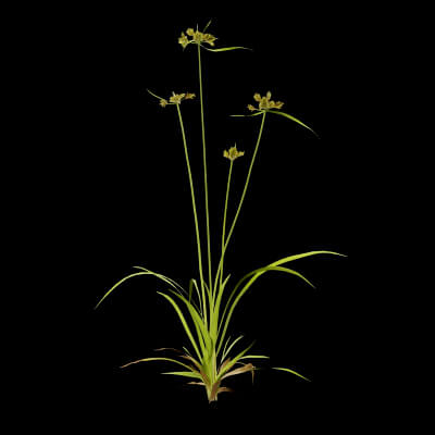 Cyperus Congestus Plant