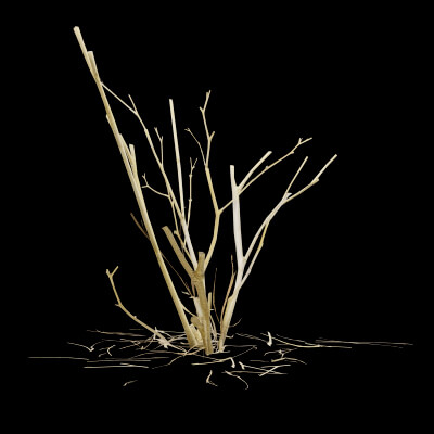 Dead Bush Plant