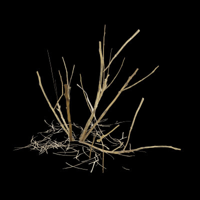Dead Bush Plant