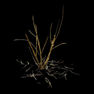 Dead Bush Plant