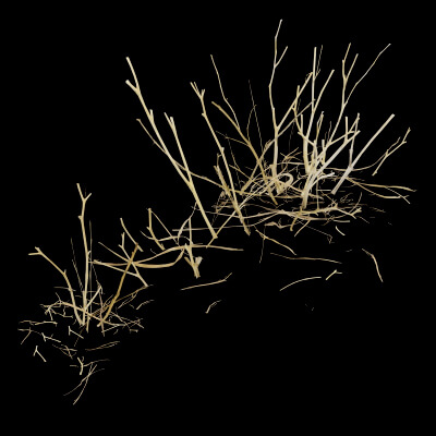 Dead Bush Plant