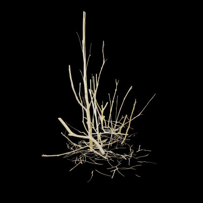 Dead Bush Plant