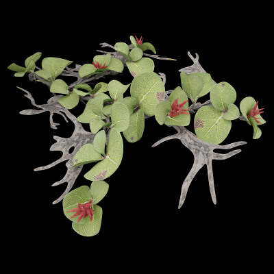 Dwarf Australian Weeping Willow