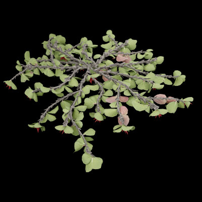 Dwarf Australian Weeping Willow
