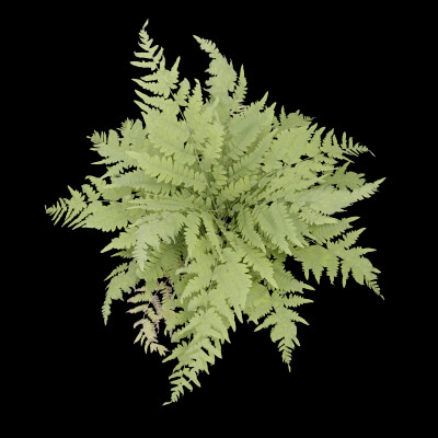 Fern Decorative Plant