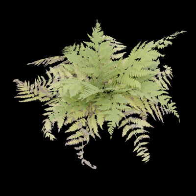 Fern Decorative Plant