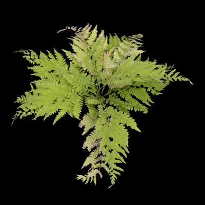 Fern Decorative Plant
