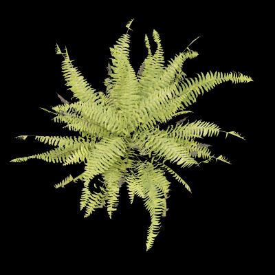 Fern Decorative Plant