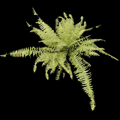 Fern Decorative Plant
