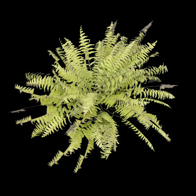Fern Decorative Plant