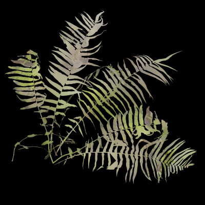 Fern Decorative Plant