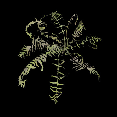 Fern Decorative Plant