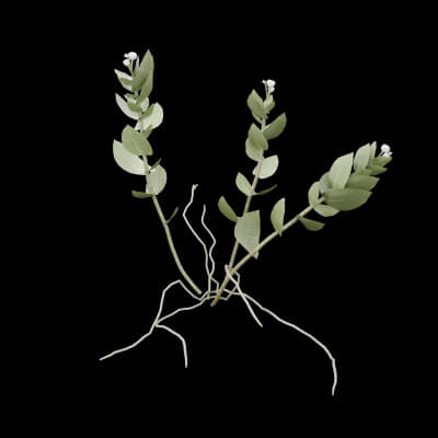 Ficus Elastica Plant