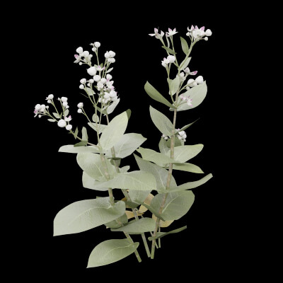 Ficus Elastica Plant