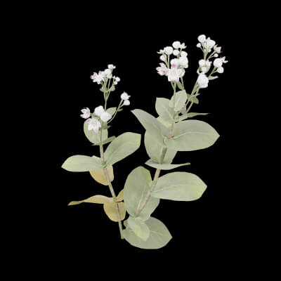 Ficus Elastica Plant