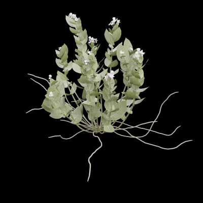 Ficus Elastica Plant