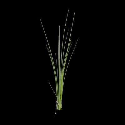 Fresh Chives Plant