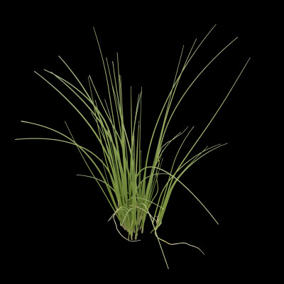 Fresh Chives Plant