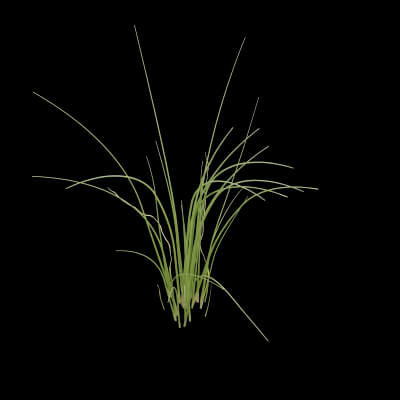 Fresh Chives Plant