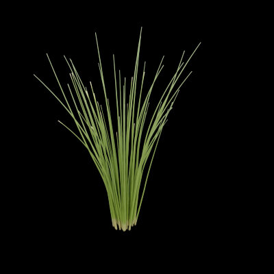 Fresh Chives Plant