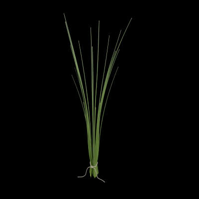 Fresh Chives Plant